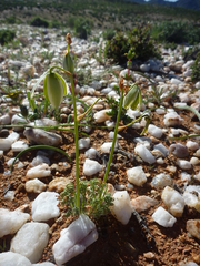 Albuca spiralis