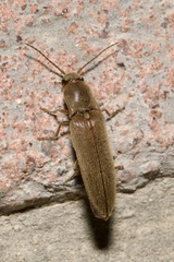 Synaptus filiformis