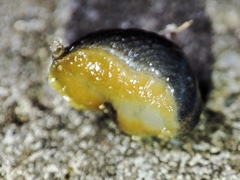 Arion distinctus