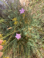 Dianthus charidemi