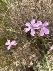 Dianthus charidemi