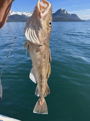 Gadus macrocephalus