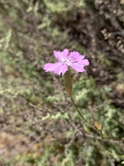Dianthus charidemi