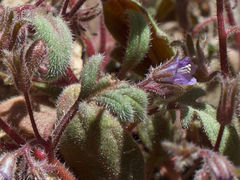 Phacelia austromontana