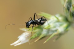 Camponotidea saundersi