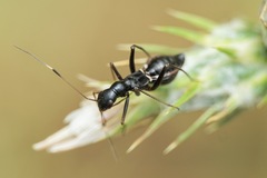 Camponotidea saundersi