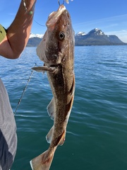 Gadus macrocephalus