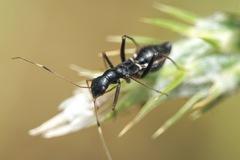 Camponotidea saundersi