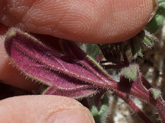 Phacelia austromontana
