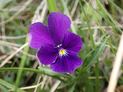 Viola lutea