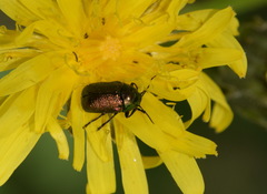 Cryptocephalus aureolus