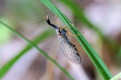 Dichrostigma flavipes