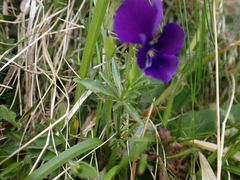 Viola lutea