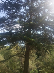 Cedrus libani