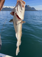 Gadus macrocephalus