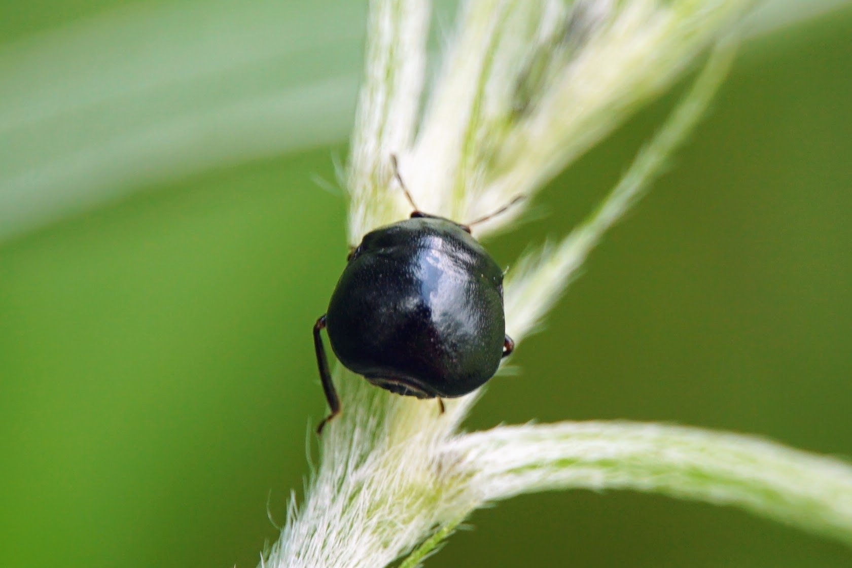 Coptosoma scutellatum (Geoffroy, 1785)