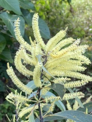 Acacia crassicarpa