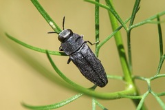 Anthaxia kiesenwetteri