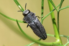Anthaxia kiesenwetteri