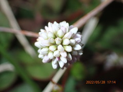 Persicaria capitata