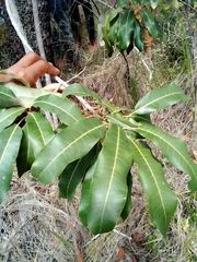 Magnoliopsida