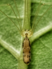 Leptopholcus podophthalmus