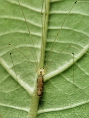 Leptopholcus podophthalmus