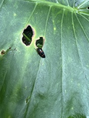 Okiscarta uchidae