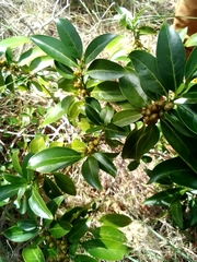Magnoliopsida