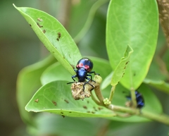 Platycorynus undatus