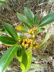Magnoliopsida
