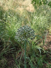 Allium nigrum
