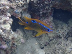 Neoglyphidodon polyacanthus