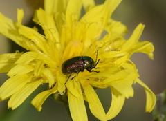 Cryptocephalus aureolus
