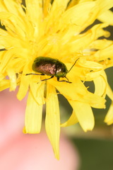 Cryptocephalus aureolus