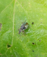 Polydrusus impressifrons