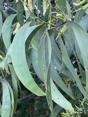 Acacia crassicarpa