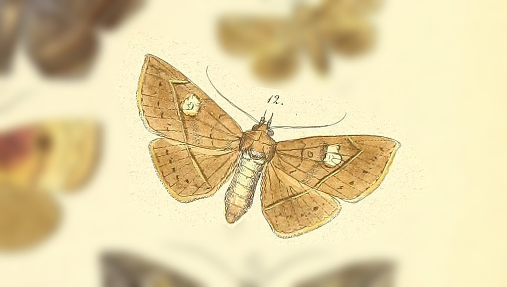 Epitausa octophora