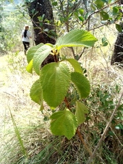 Magnoliopsida