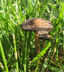 Fungi