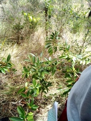 Magnoliopsida