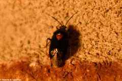 Deraeocoris sayi