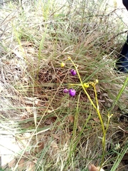 Dianella ensifolia