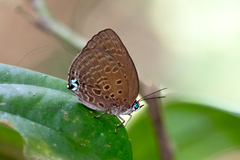 Arhopala norda