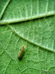 Leptopholcus podophthalmus