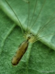 Leptopholcus podophthalmus
