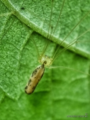 Leptopholcus podophthalmus