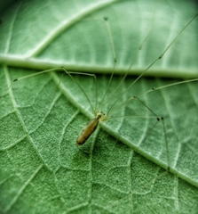 Leptopholcus podophthalmus