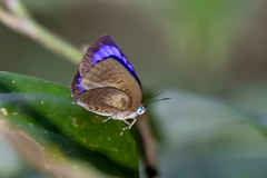 Arhopala norda