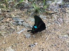 Papilio paris